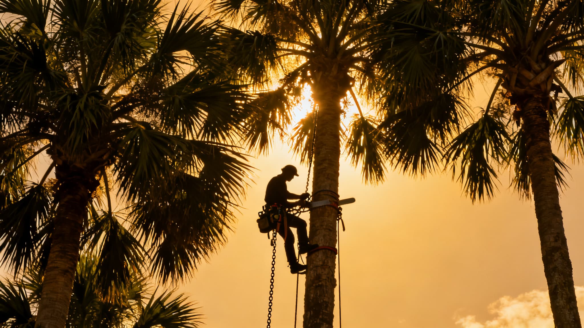 Tree climber working high in a palm canopy at golden hour
